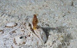 stargazer trying to catch prey with his tongue. by Marc Kuiper 